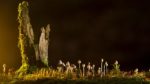mushrooms-2212899_640