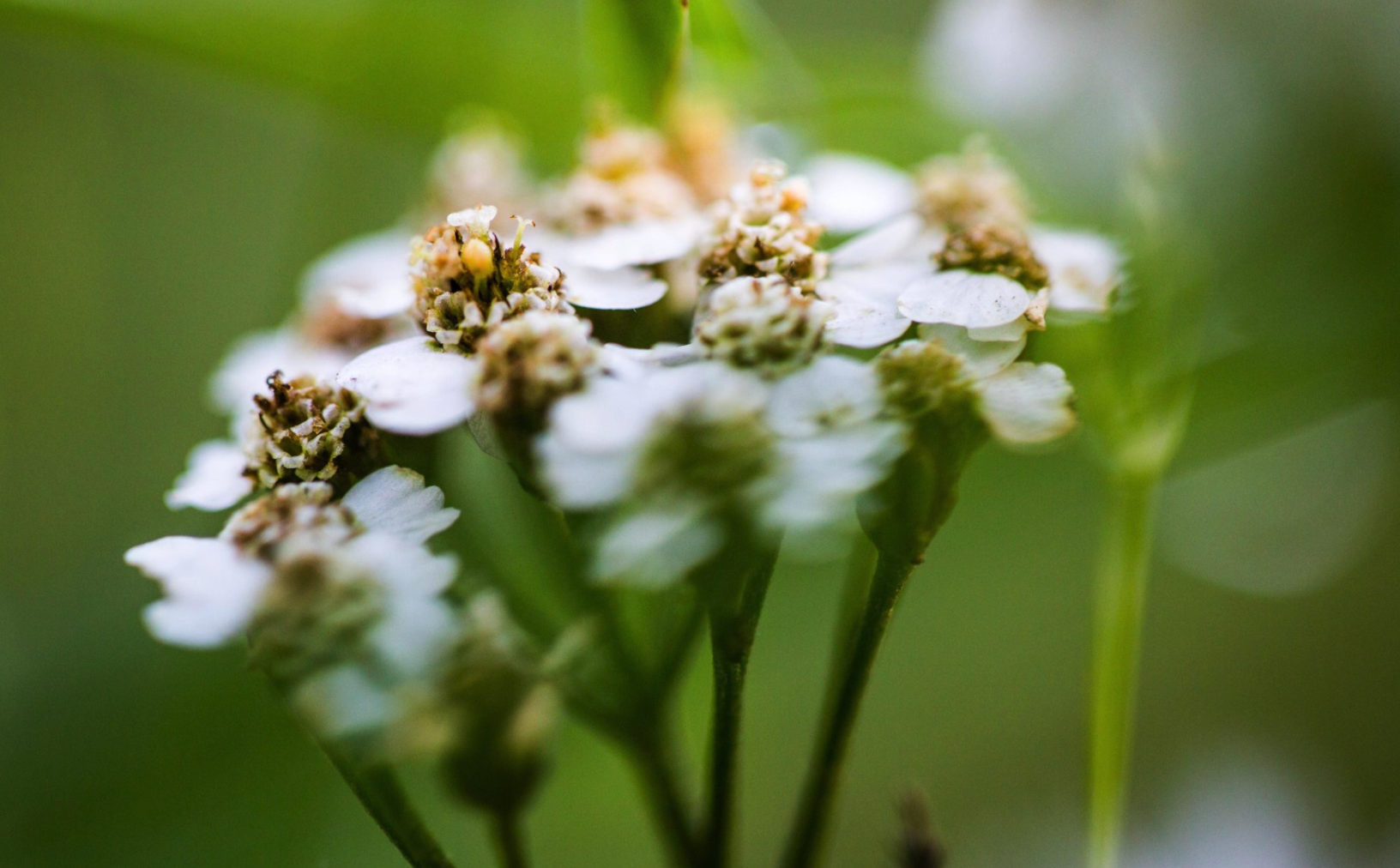 blomst
